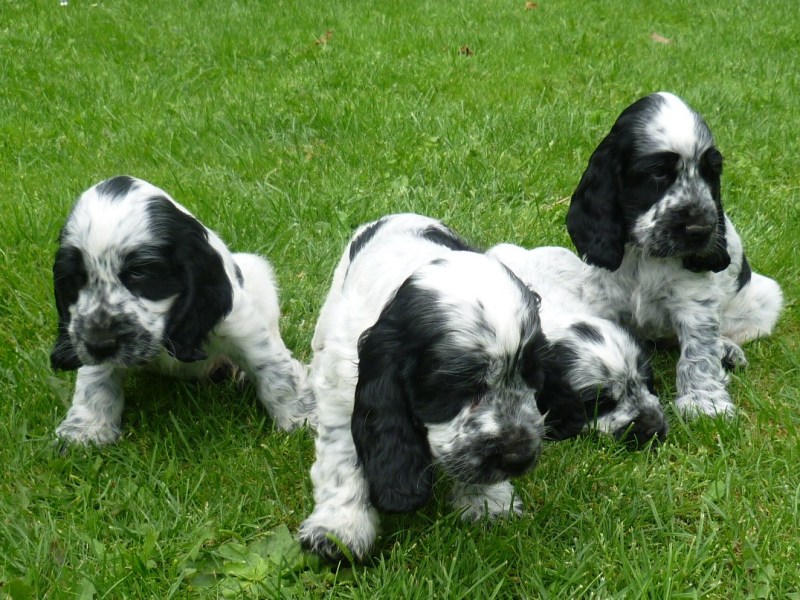 40-Flip, Fant, Fanny, Fred.JPG